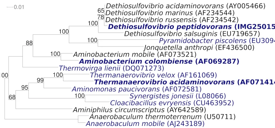 Figure 1. Phylogenetic tree highlighting the position of support values from 1,000 bootstrap replicates if greater than 60%
