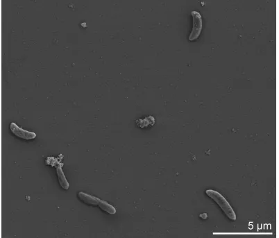 Figure 2. Scanning electron micrograph of D. peptidovorans SEBR 4207
