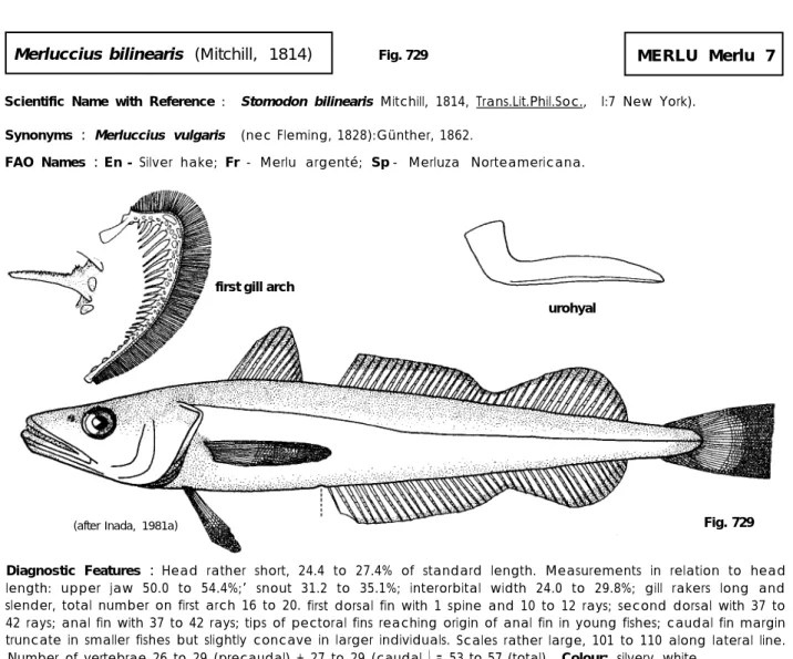 Fig. 730urohyal