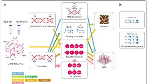 Fig. 1 Commonly used methods for genome‑wide DNA methylation analysis. a The procedures may involve fragmentation of genomic DNA by restriction enzyme digestion or sonication