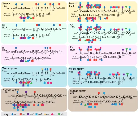 Fig. 5 Schematic of histone H2A and H2B post-translational modifications (PTMs) in mouse and human male germ cells