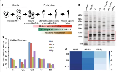 Fig. 1 Schematic overview and validation of histone post-translational modifications identified during mouse spermatogenesis