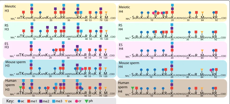 Fig. 4 Schematic of histone H3 and H4 post-translational modifications (PTMs) in mouse and human male germ cells