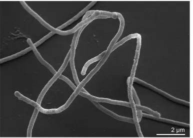 Figure 1. Scanning electron micrograph of M. ruber 21T