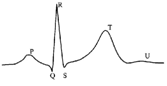 Fig. 1. Elements of the ECG-complex
