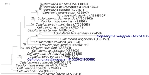 Figure 1 shows the phylogenetic neighborhood of C. flavigenasequences of the two 16S rRNA gene copies in the genome differ by two nucleotides from each other and by up to four nucleotides from the previously published sequence generated from NCIMB 8073  13
