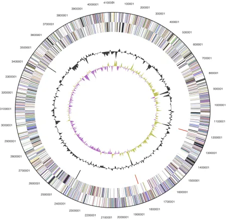 Figure 3.  Graphical circular map of the genome. From outside to the center: Genes on forward strand (color by COG categories), Genes on reverse strand (color by COG categories), RNA genes (tRNAs green, rRNAs red, other RNAs black), GC content, GC skew