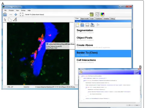 Figure 4 User defined cell interaction analysis of a fluorescent bone image with in-program scripting