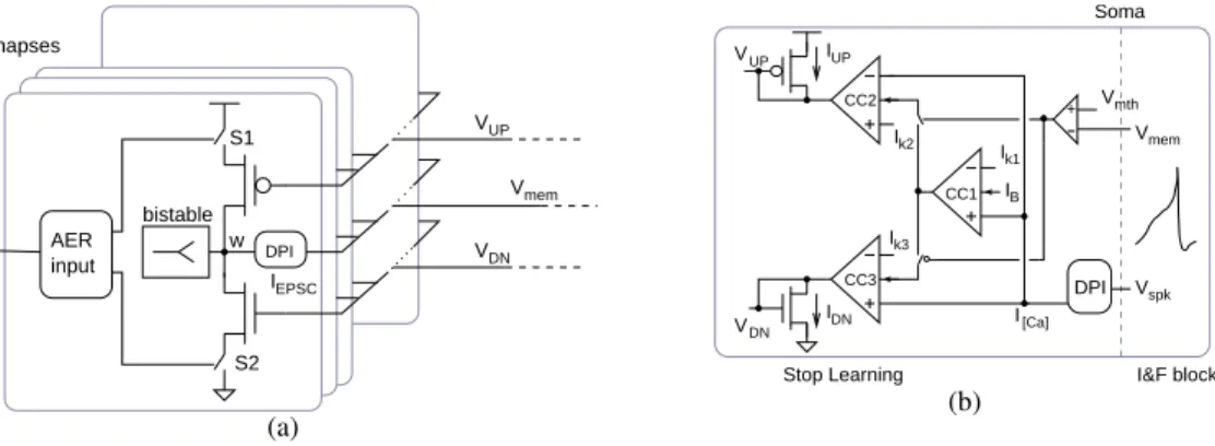 Figure 2: (a) Plastic synapse circuits belonging to the neuron’s dendritic tree. The synaptic weight node w is modified when there is a pre-synaptic input (i.e