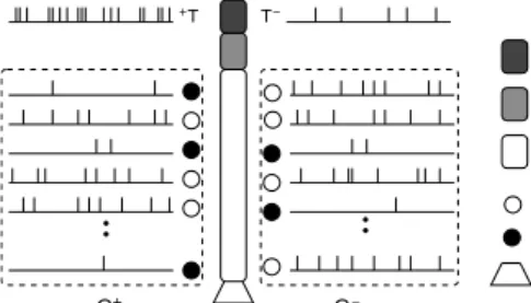 Figure 6: A typical training scenario with 2 random binary spatial patterns. High and low inputs are encoded with generate Poisson spike trains with mean frequencies of 30Hz and 2Hz respectively.