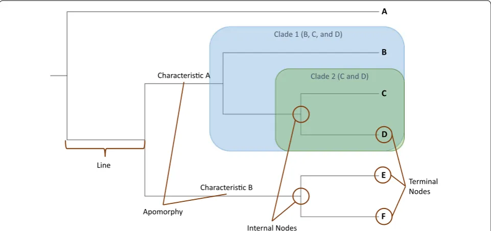 Fig. 1 Properties of an evolutionary tree. An evolutionary tree consists of three basic components: internal nodes, lines, and terminal nodes