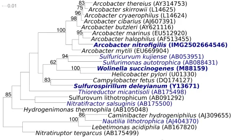 Figure 1. Phylogenetic tree highlighting the position of A. nitrofigilis strain CIT relative to the type strains of the other genera within the Epsilonproteobacteria