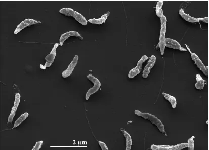 Figure 2. Scanning electron micrograph of A. nitrofigilis strain CIT