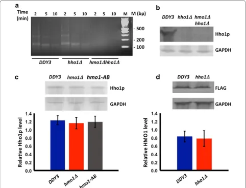 Fig. 2 Effect of Hho1p on resistance of chromatin to nuclease digestion and on cellular content of HMO1