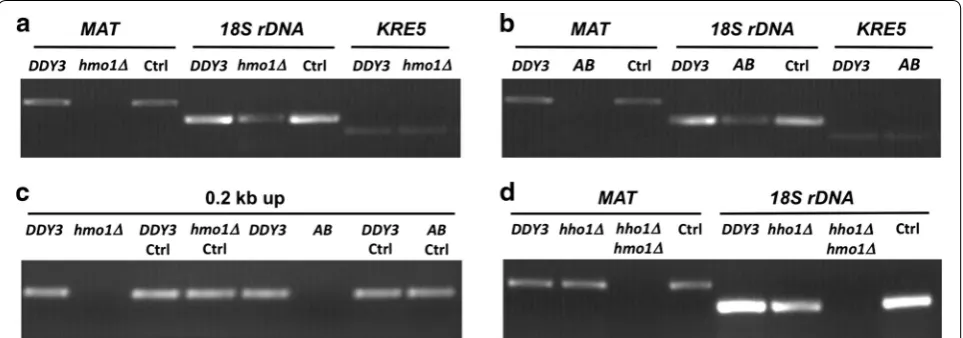 Fig. 3 Resistance of chromatin to MNase digestion monitored at specific loci. a, b Amplification of DNA representing MAT, 18S rDNA, and KRE5 after MNase digestion of chromatin isolated from wild-type cells (DDY3) and hmo1∆ (a) or hmo1-AB (b)