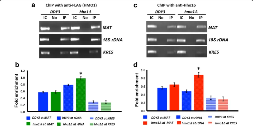 Fig. 5 Equivalent binding of HMO1 to MAT in different growth phases. a, b Quantification by qRT-PCR of ChIP using antibody to FLAG-tagged HMO1 in DDY3, monitoring binding at the MAT locus