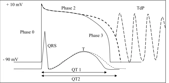 Fig 2.  Prolongation of repolarization by inhibiting the potassium channels will result in  lengthening of the QT interval (QT2)