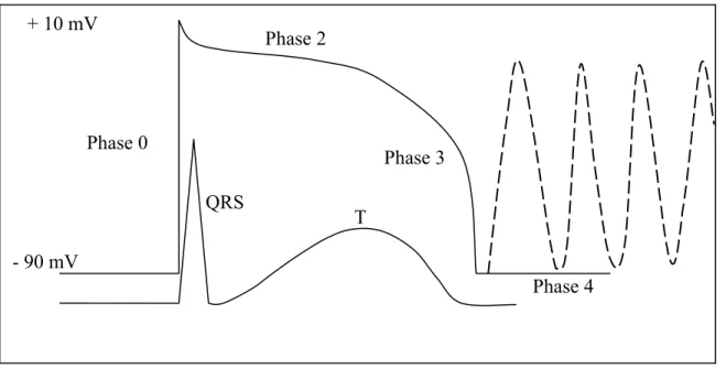 Fig 3.  Triggered activity originating from phase 4 of the MAP. This is known as delayed  afterdepolarization (DAD) 