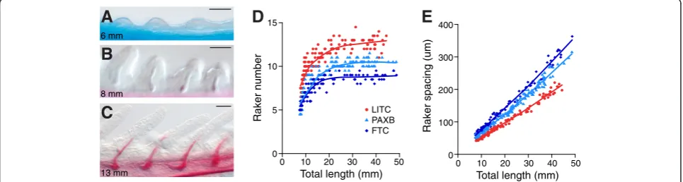 Figure 2 Marine/freshwater differences in gill raker number and spacing are specified early in development