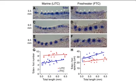 Figure 3 Marine/freshwater gill raker spacing differences are specified before gill raker budding