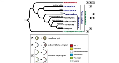 Figure 7 Phylogenetic distribution of mechanisms for germline specification within the Paraneoptera.molecular data: Hemiptera: aphids (bimaculatusmelanogasterHemiptera are from Wheeler In the phylogenetic tree we displayfour orders of the superorder Parane