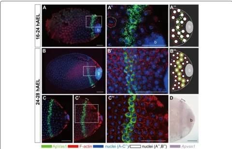 Figure 3 Posterior localization of ApVas1 during cellularization of the syncytial blastoderm