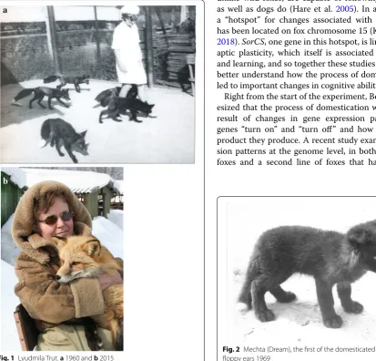Fig. 2 Mechta (Dream), the first of the domesticated foxes to have floppy ears 1969