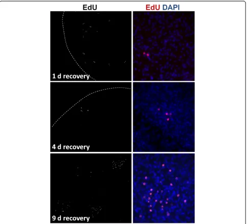 Figure 11 Growing patches of EdU + cells during recovery from hydroxyurea (HU) treatment