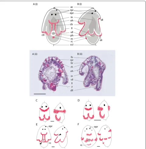 Figure 2 Schematic diagrams and histological sections showing the gross anatomy of an eight-lobed larva and variation in ciliary bandsection;mcgrathilarva with a continuous ciliary band anterior to the mouth, and separate ciliary bands on the ventro-latera