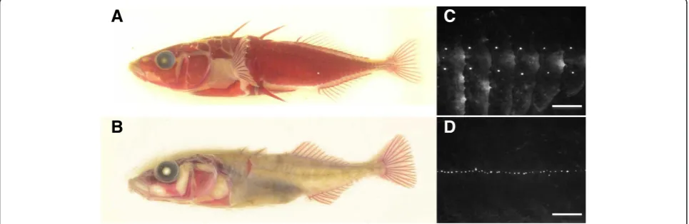 Figure 1 The presence of bony lateral plates is associated with variation in neuromast distribution in stickleback populations