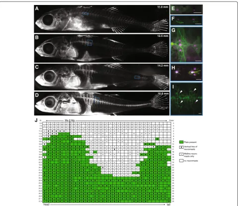 Figure 2 Bony plates and neuromast distribution are correlated through development in completely plated fish