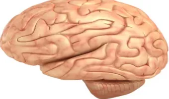 Figure 1.  The Human Brain (Normal Structure of the Human Brain) [3]
