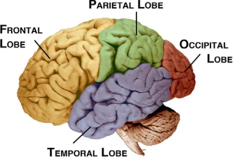 Figure 2.  Brain Structure in Schizophrenia [4] 
