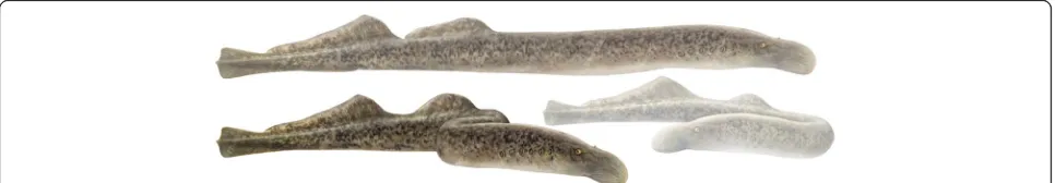Fig. 2 Image of the ethnozoological object of study (sea lamprey) carried out in the riverside villages of the Minho river