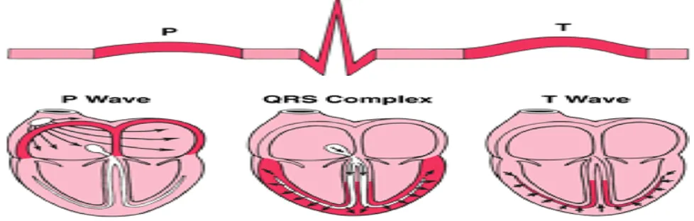 Fig 3.  The Interpretation of the three traces of ECG beats [13] 