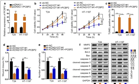 Fig. 4 Overexpression of PCBP2 rescues the tumor-inhibitor role of KCNQ1OT1 depletion in BC
