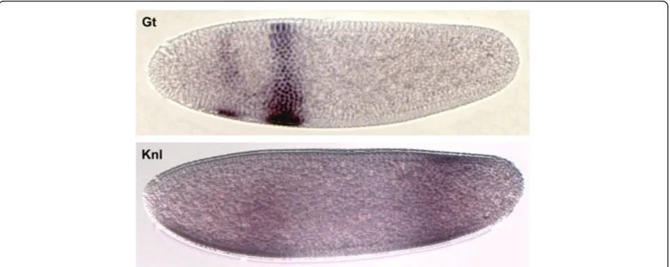 Figure 2 Colorimetric (enzymatic) antibody stains against Giant (Gt) and Knirps-like (Knl) inembryos were stained with antibodies against Calb-Gt protein (antibody SKC037, upper panel) and against Calb-Knl protein (antibody SKC039, C