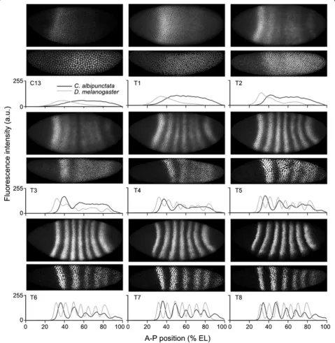 Figure 4 Comparison of quantitative Eve protein expression patterns between Clogmia albipunctata and Drosophila melanogaster.Representative embryo images showing Eve protein expression in D