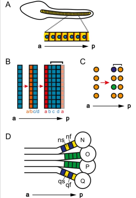 Figure 2 A single cell (row) may be a segment. (A)hawaiensisimage. Red arrows represent progression in time.cells condense into rows (PSPRs), each PSPR divides to produce oneparasegment of ectoderm