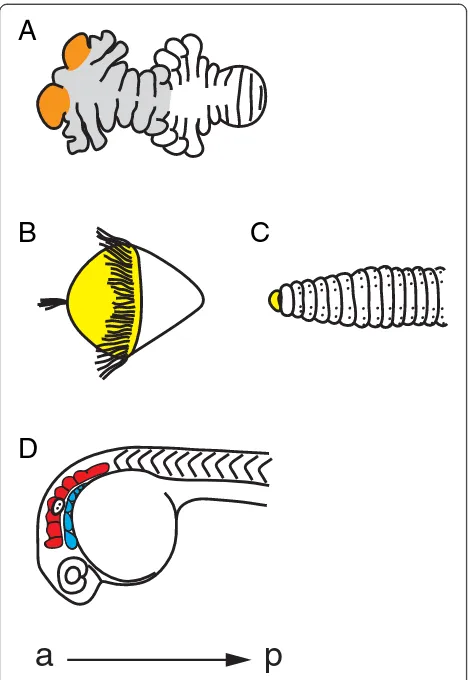 Figure 4 Annelid, arthropod, and vertebrate heads. (A) Thesegmental nature of the anterior region, or ocular lobe, of thearthropod head is disputed (orange)