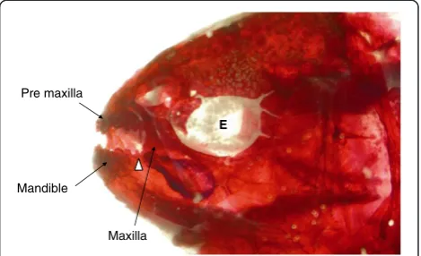 Figure 1 Lateral view of the surgery side of the 3 dayspostfertilization surgery fish