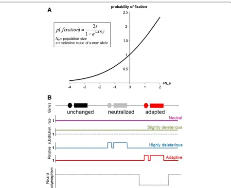 Figure 1 Effect of population size and environmental modifications on the substitution rate (rate of fixation of mutations in the wholepopulation)
