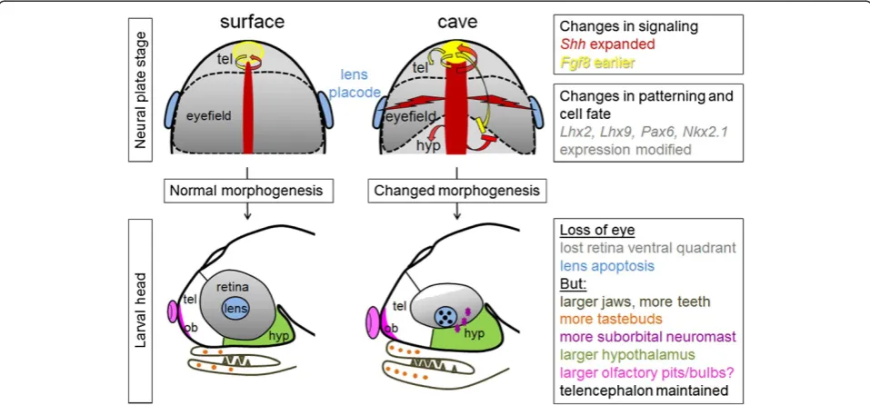 Figure 3 Embryonic origins of morphological changes in cavefish: loss of eyes and amplification of other neurosensory adaptive(Hedgehog, Fgf8), the anterior neural plate fated to become the forebrain isrise to the retina of the eye) is outlined, and the le
