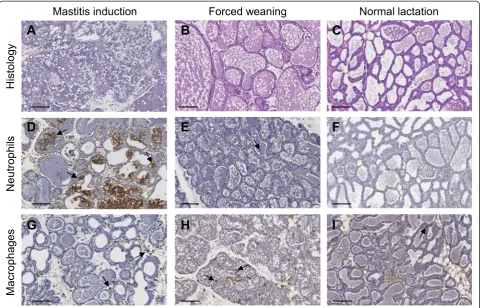 Figure 1 Alterations in cellular components of the mouse mammary gland during mastitis induction and forced weaning.mastitis induction or forced weaning