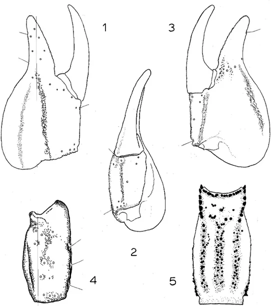 Figs . 1-5 . Heteronebo franckei, new species, male holotype: 1, right pedipalp chela, external aspect showing tric obothrial pattern ; 2, right pedipalp chela, ventral aspect ; 3, right pedipalp chela, internal aspect ; 4, rig t pedipalp tibia, external a