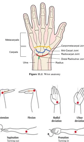 Figure 11.1: Wrist anatomy 