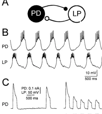 Fig. 3A shows the period of the rhythm as function of g Syn