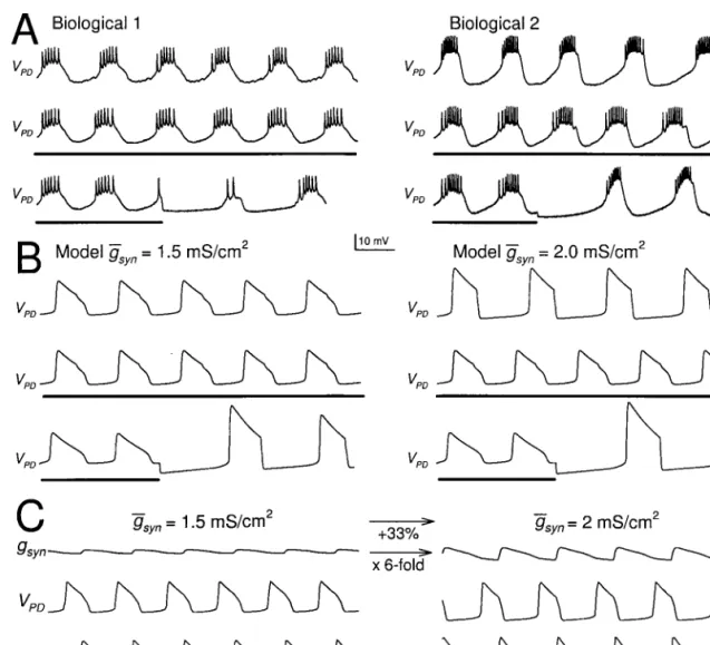 Fig. 3B shows the steady-state activation (m Syn,⬁ ) and de- de-pression (h Syn,⬁ ) curves for the LP–PD synapse as a function of the LP neuron membrane potential