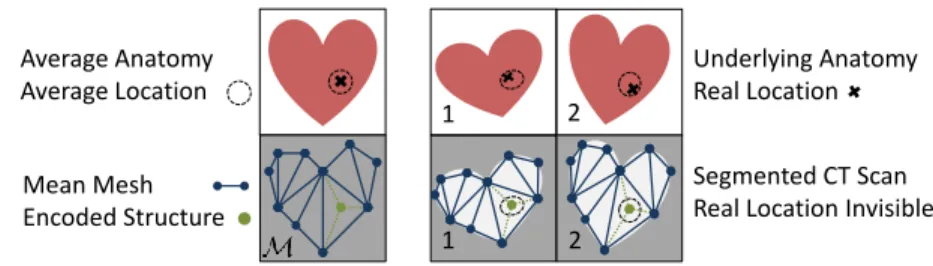Fig. 1. Interface for structure encoding. Left: Functional structures (green) are en- en-coded by linear combinations (thin dotted lines) of vertices of the segmentation mesh (blue) elements such as triangles or tetrahedra