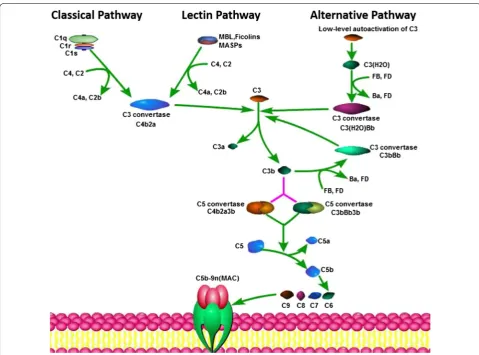 Fig. 1 The three pathways of the complement cascade. The complement system has three main complement activation pathways: the classical pathway (CP), the lectin pathway (LP), and the alternative pathway (AP)
